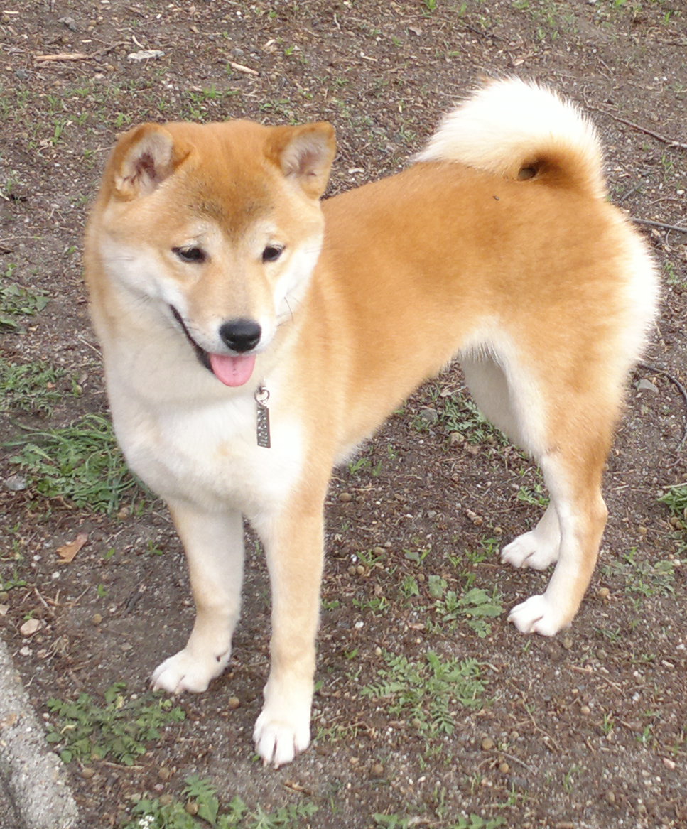 Aki    2